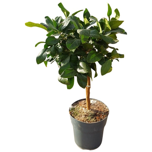Citrus , Stamm 23/90 cm Zitrone PP-Nr.: ES 14 30 3185