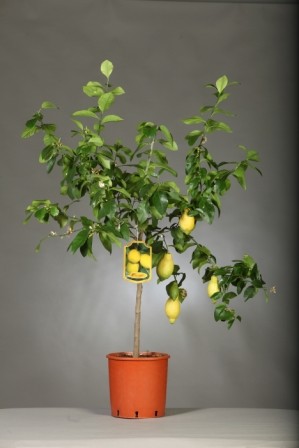 Citrus, Stamm 24/120 cm Medica - Zitronatszitrone PP-Nr.: IT-19-1880