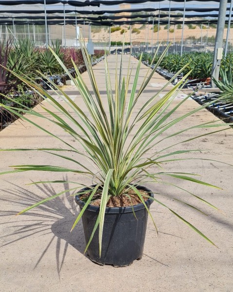 Cordyline Torbay Dazzler, Busch 3,5 LT/60 cm PP-Nr.: ES-17-46/1610