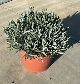 Lavendel, Busch 25/60 cm officinalis Gewürze PP-Nr.: IT-07-0526