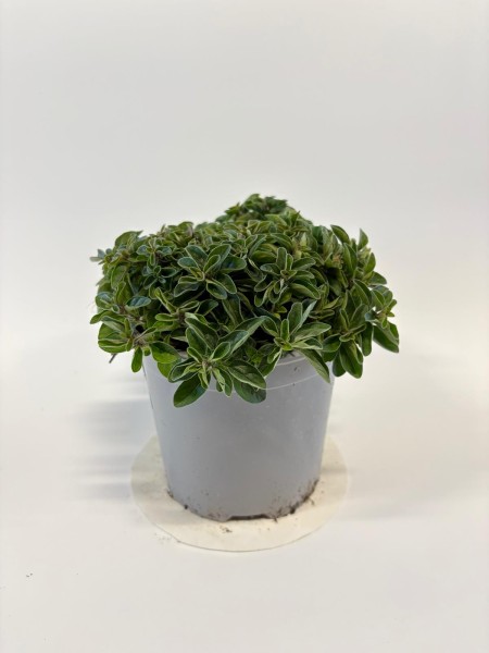 Oregano, Busch 14/20 cm Gewürze PP-Nr.: IT-07-0526