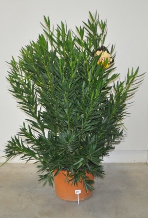 Nerium, Busch 40/140 cm Oleander, gemischte Farben PP-Nr.: IT-19-0867