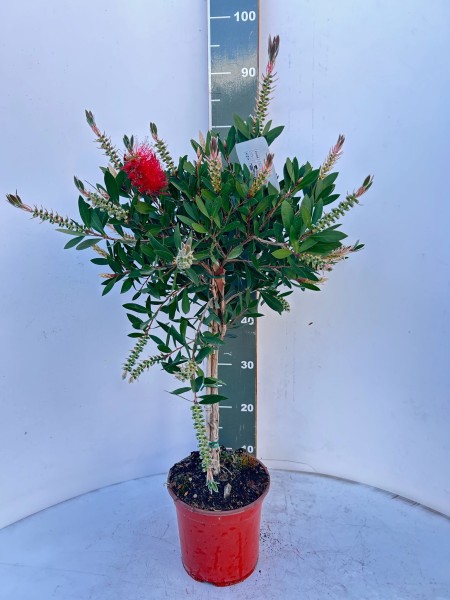Callistemon, Stamm 21/90 cm Splendens PP-Nr.: IT-19-0282