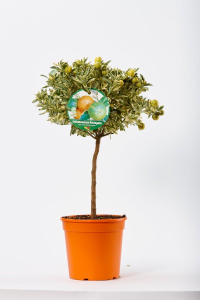 Citrus, Mini-Stamm 22/80 cm Variegata Orange PP-Nr.: IT-19-1627