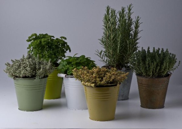 Kräuterpflanzen, Busch 14 cm im Farbzinkeimer Sortenmix je nach Lieferbarkeit! PP-Nr.: IT-07-024