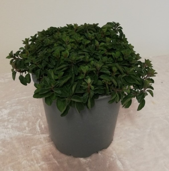 Oregano, Busch 14/20 cm Gewürze PP-Nr.: IT-07-0526