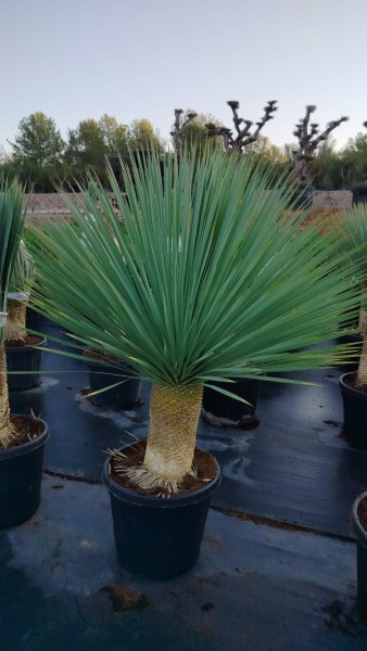 Yucca, Stamm 35 LT/160 cm Rostrata PP-Nr.: ES-17-46/1610