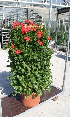 Pelargonium, Säule 45/140 cm peltatum - hängende Geranie PP-Nr.: IT-07-0526