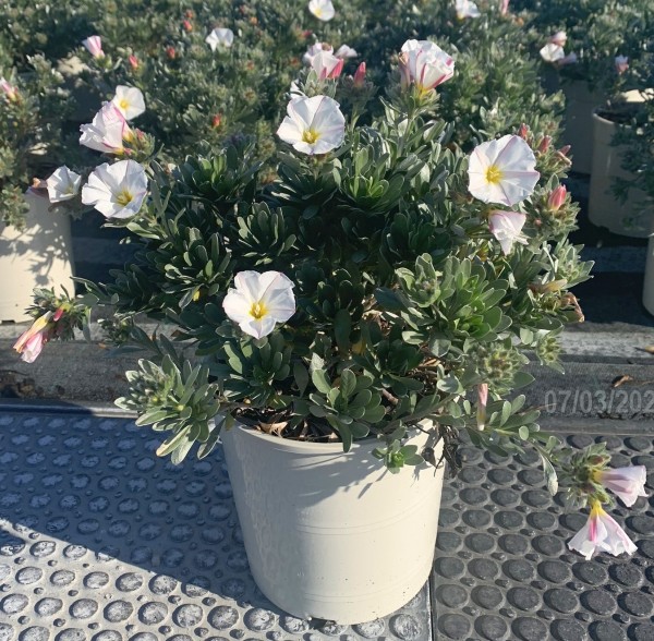 Convolvolus, Busch 26 cm Sabatius-Winden PP-Nr.: IT-07-0526