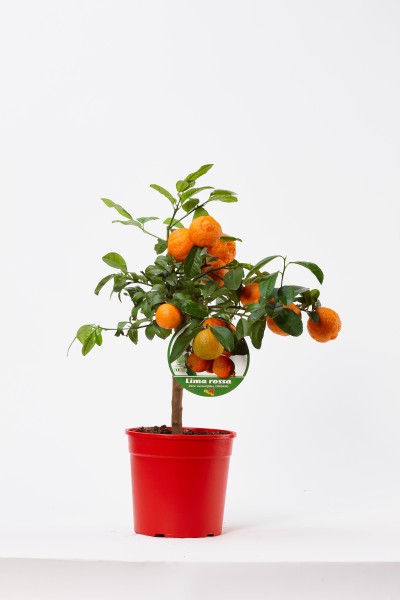 Citrus, Mini-Stamm 19/70 cm Aurantifolia - echte rote Limette PP-Nr.: IT-19-1627