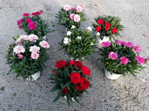 Dianthus, Busch 12/20 cm caryophyllus "Oscar" PP-Nr.: IT-07-0526