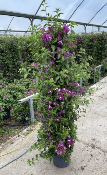 Bougainvillea, Pyramide 27/150 cm sanderiana PP-Nr.: IT-16BT0373