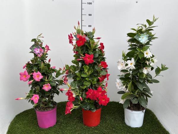 Dipladenia, Pyramide 19/80 cm Sundaville PP-Nr.: IT-19-0288