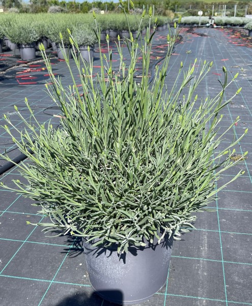 Lavendel, Busch 27/45 cm angustifolia PP-Nr.: IT-16BT0373