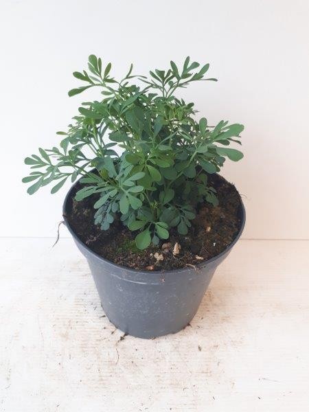 Weinraute, Busch 14/30 cm Rauta Graveolens Gewürze PP-Nr.: IT-07-0526