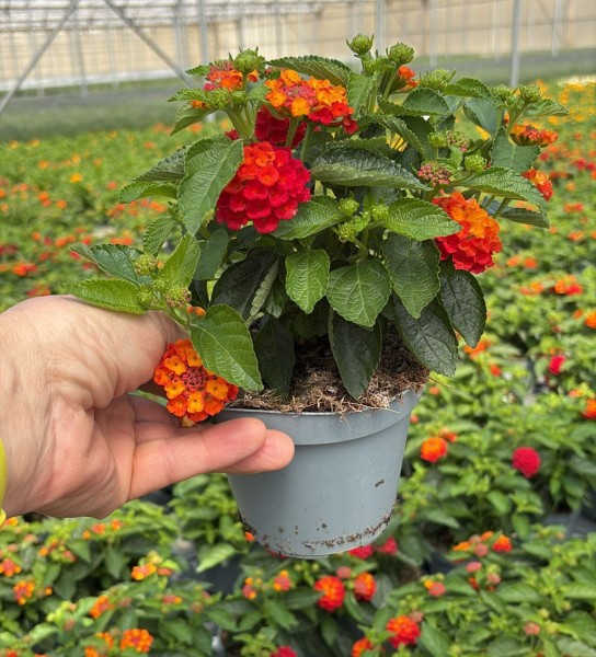 Lantana, Busch 12/25 cm camara - rot PP-Nr.: IT-16BT0373