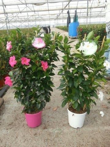 Dipladenia, Spalier 20/90 cm PP-Nr.: ES 14 30 3185