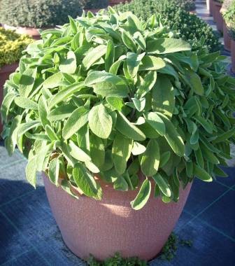 Salbei, Busch 18/40 cm maxima Gewürze PP-Nr.: IT-07-0526