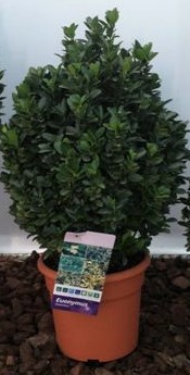 Euonymus, Busch 24/35 cm microphylla - grün PP-Nr.: ES-17-46/1519