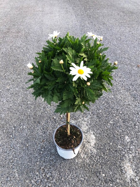 Margeriten, Stamm 18/80 cm weiß PP-Nr.: IT-07-0526