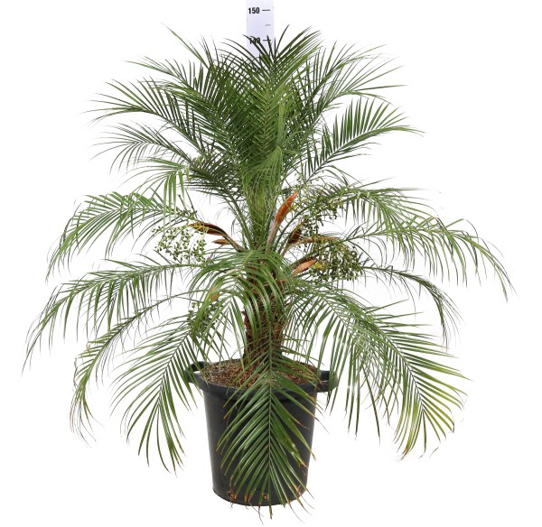 Phönix, Busch 35/120 cm robellenii PP-Nr.: IT-19-0066