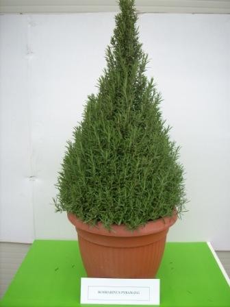 Rosmarin, Pyramide 35/10 cm prostratus Gewürze PP-Nr.: IT-07-0526