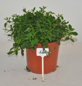Solanum, Busch 18/50 cm jasminoides - Sommerjasmin PP-Nr.: IT-07-0526