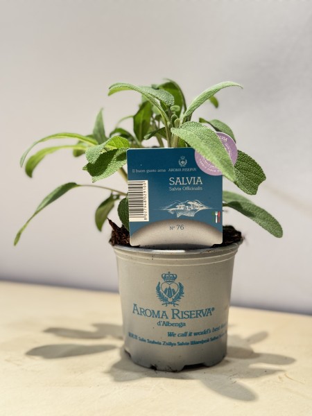 Salbei, Busch 9 cm "AROMA RISERVA"® PP-Nr.: IT-07-0248