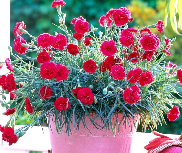 Dianthus, Busch 18/50 cm caryophyllus "Super Trooper" neuer Name PP-Nr.: IT-07-0526