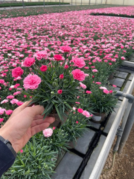 Dianthus, Busch 12 cm "I love you" PP-Nr.: IT-16BT0373