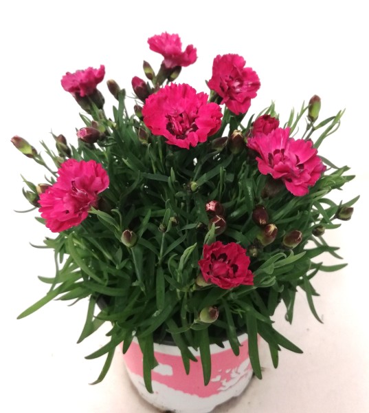 Dianthus, Busch 12/20 cm caryophyllus "Early Love" PP-Nr.: IT-07-0526