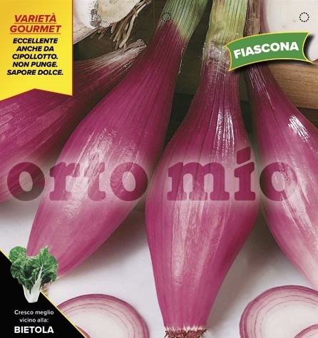 Zwiebel , 12er Tasse cm Langer roter Florentiner oder Fiasconer PP-Nr.: IT-08-1868