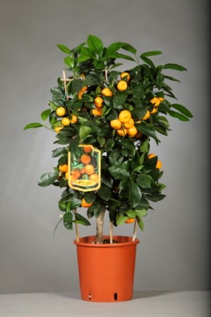 Citrus, Spalier 20/80 cm Mitis - Calamondin PP-Nr.: IT-19-1880