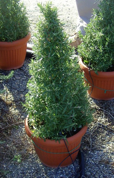 Rosmarin, Pyramide 18/80 cm officinalis Gewürze PP-Nr.: IT-07-0526