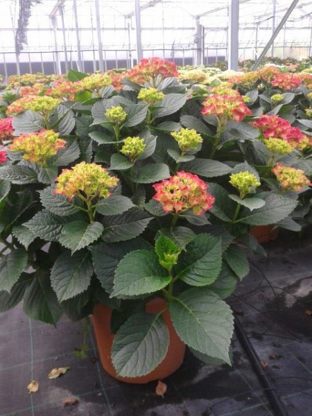 Hydrangea, Busch 25/60 cm macrophilla - Hortensie PP-Nr.: IT-07-0526