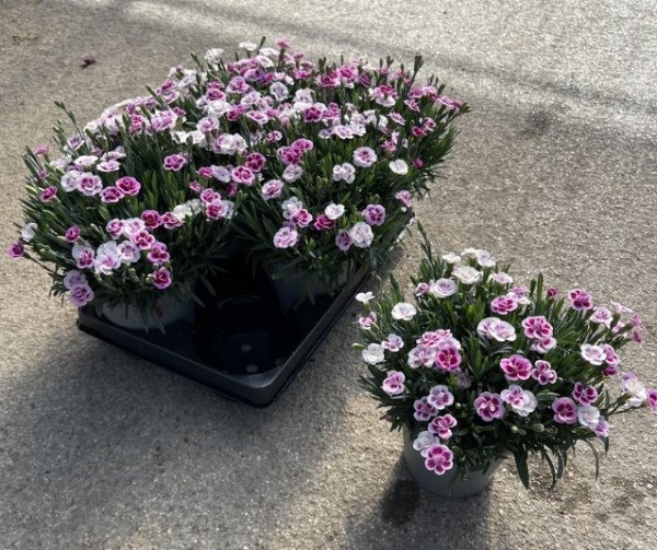 Dianthus, Busch 14/30 cm "Pink Kisses" PP-Nr.: IT-16BT0373