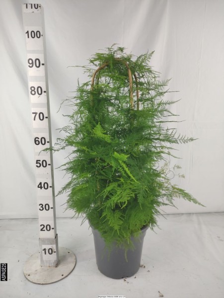 Asparagus Setaceus, Doppelbogen 10 LT/120 cm PP-Nr.: ES-17-46/1610