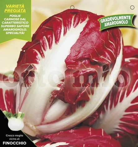 Radicchio, 9er Tasse cm Früher Roter Veroner PP-Nr.: IT-08-1868