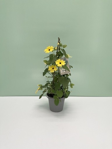 Thunbergia, Pyramide 14/50 cm alata - schwarzäugige Susanne PP-Nr.: IT-16BT0373