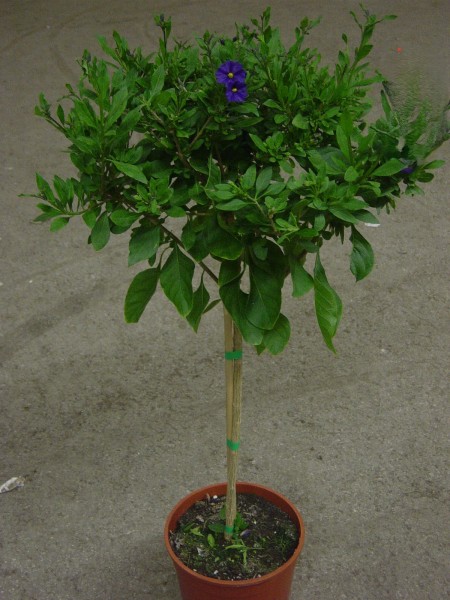 Solanum, Stamm 18/80 cm rantonnettii - Enzianbaum PP-Nr.: IT-07-0526