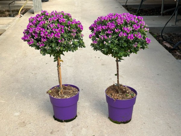Polygala, Ministamm 17/70 cm bibi pink PP-Nr.: IT-16-0165