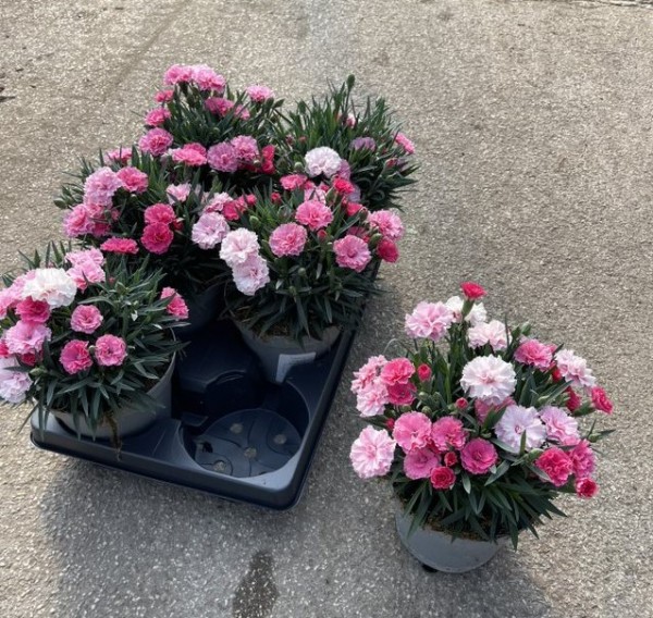 Dianthus, Busch 14/30 cm "I love you" PP-Nr.: IT-16BT0373