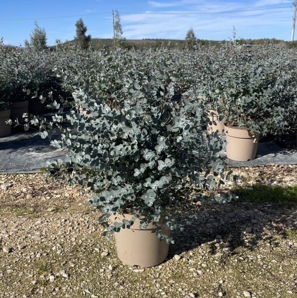 Eucalyptus, Busch 27/80 cm Gunni Azura PP-Nr.: IT-16BT0373