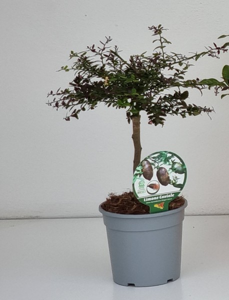 Citrus, Mini-Stamm 15/40 cm Hystrix - Kaffirlimette PP-Nr.: IT-19-1627