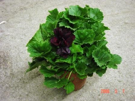 Pelargonium, Busch 15/40 cm grandiflorum - Edelpelargonie im Tontopf PP-Nr.: IT-07-0526