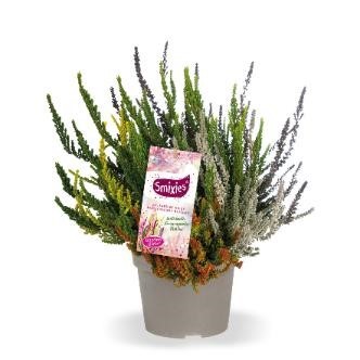 Calluna GG, 13/20 cm Sunset Smixies 5 Farben im Topf PP-Nr.: DE-NI-115639