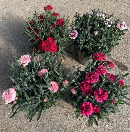 Dianthus, Busch 14/30 cm "Oskar" PP-Nr.: IT-16BT0373