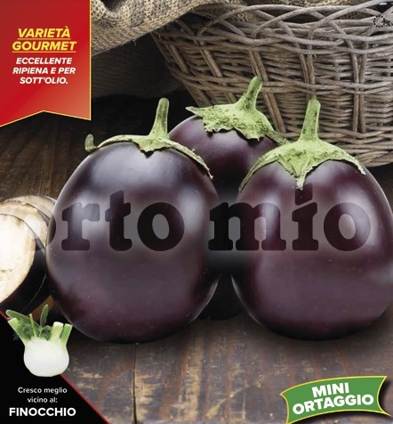 Melanzani, 10/20 cm kleine runde Aubergine, Sorte Genovese PP-Nr.: IT-08-1868