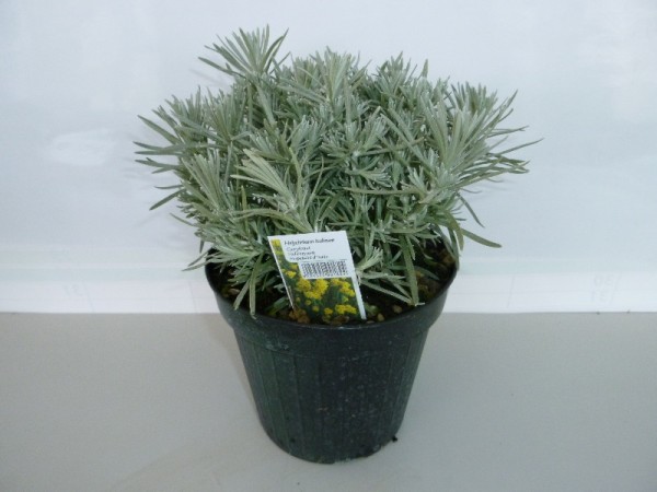 Helichrysum, Busch 14/20 cm italicum - "Currykraut" Gewürze PP-Nr.: IT-07-0526
