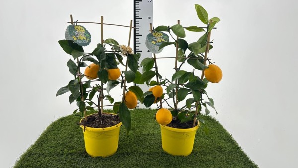 Citrus, Spalier 19/60 cm limon meyer PP-Nr.: IT-16-0165
